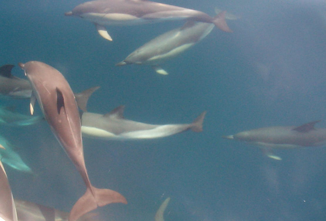 Dolphins_cropped.jpg (69724 bytes)