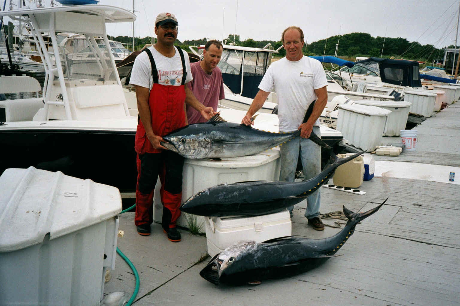 TrioOfTuna.JPG (142325 bytes)