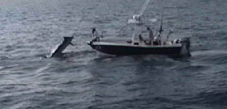 cropped_bluemarlin8402b.JPG (25924 bytes)