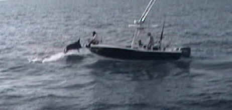 cropped_bluemarlin8402c.JPG (24388 bytes)