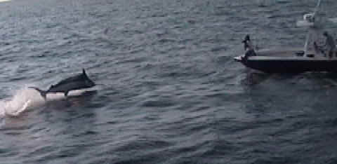 cropped_bluemarlin 8402a.JPG (27040 bytes)