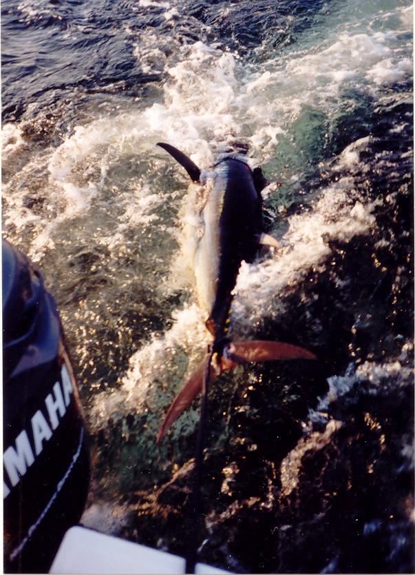 draggin_tuna.jpg (117472 bytes)